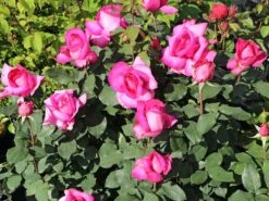 Edelrose 'Parole' ® -Edelrosen Geschaft edelrose parole m006084 w 2