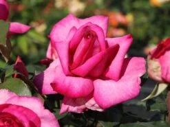 Edelrose 'Parole' ® -Edelrosen Geschaft edelrose parole m006084 w 3