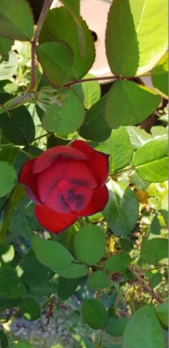 Edelrose 'Piano' ® -Edelrosen Geschaft edelrose piano m054944 193676 0