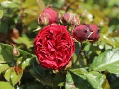 Edelrose 'Piano' ® -Edelrosen Geschaft edelrose piano m054944 w 0