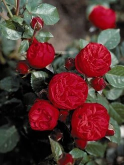 Edelrose 'Piano' ® -Edelrosen Geschaft edelrose piano m054944 w 2