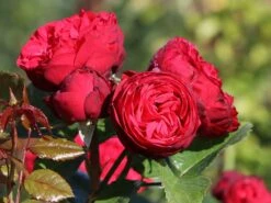 Edelrose 'Piano' ® -Edelrosen Geschaft edelrose piano m054944 w 4