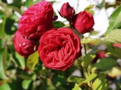 Edelrose 'Piano' ® -Edelrosen Geschaft edelrose piano m054944 w 5