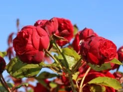 Edelrose 'Piano' ® -Edelrosen Geschaft edelrose piano m054944 w 6