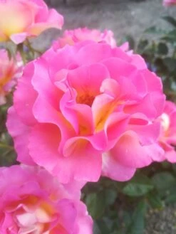 Edelrose 'Pink Paradise' 29 Edelrose 'Pink Paradise' -Edelrosen Geschaft edelrose pink paradise m122077 547718 0