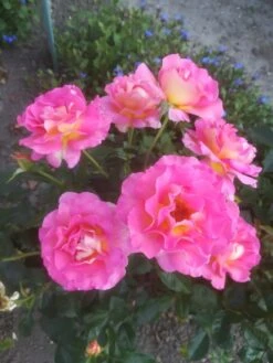 Edelrose 'Pink Paradise' 28 Edelrose 'Pink Paradise' -Edelrosen Geschaft edelrose pink paradise m122077 547718 1