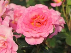 Edelrose 'Pink Paradise' 18 Edelrose 'Pink Paradise' -Edelrosen Geschaft edelrose pink paradise m122077 w 0