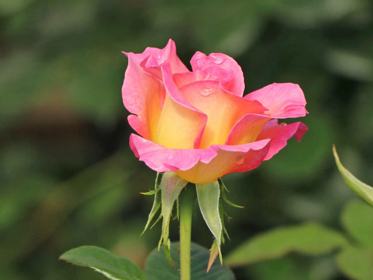 Edelrose 'Pink Paradise' 5 Edelrose 'Pink Paradise' – Bild 5