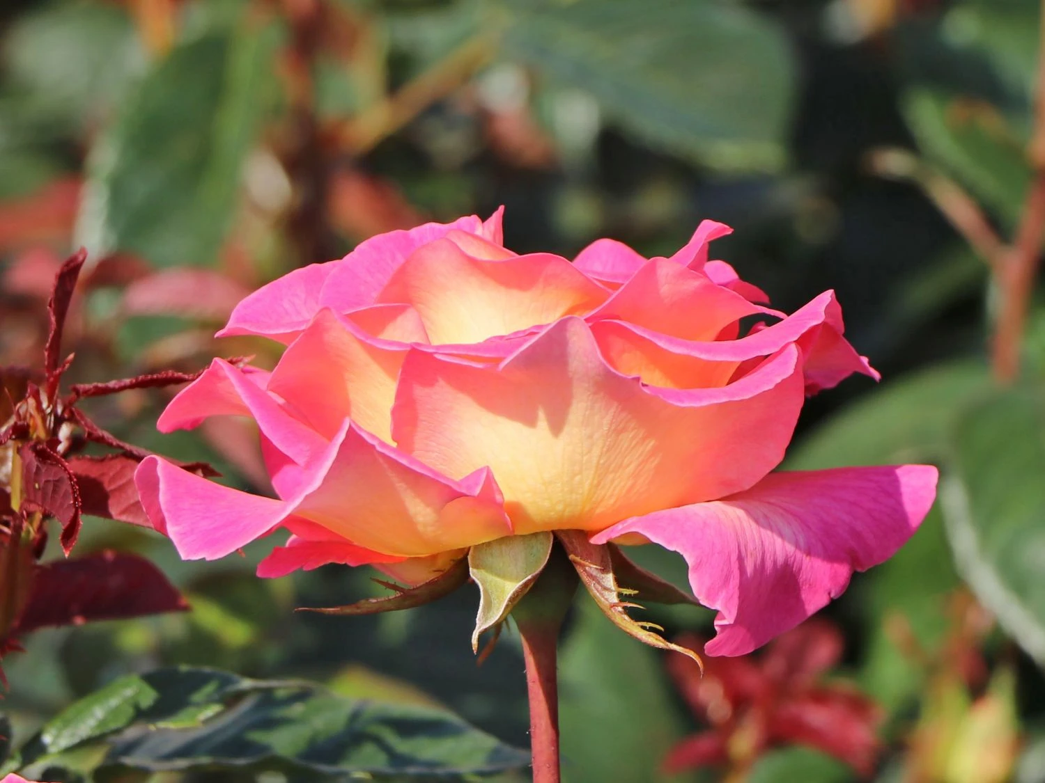 Edelrose 'Pink Paradise' 3 Edelrose 'Pink Paradise' – Bild 3