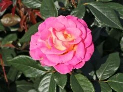 Edelrose 'Pink Paradise' 23 Edelrose 'Pink Paradise' -Edelrosen Geschaft edelrose pink paradise m122077 w 4