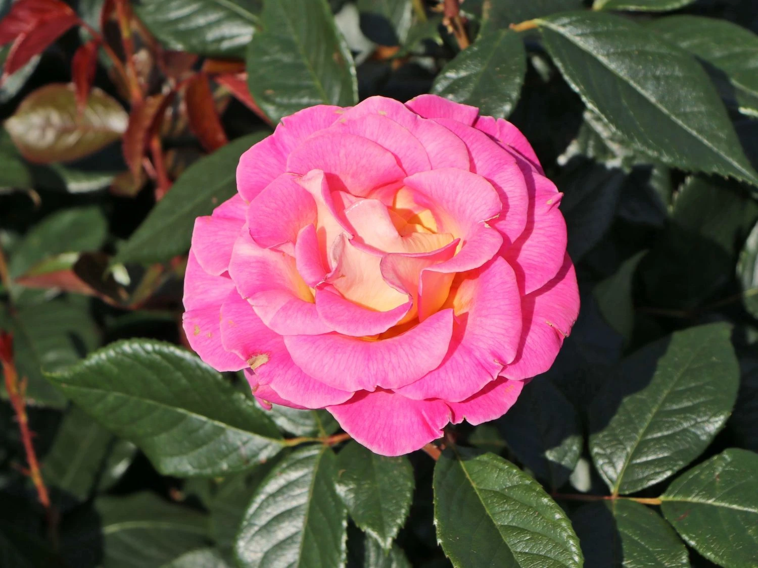 Edelrose 'Pink Paradise' 9 Edelrose 'Pink Paradise' – Bild 9