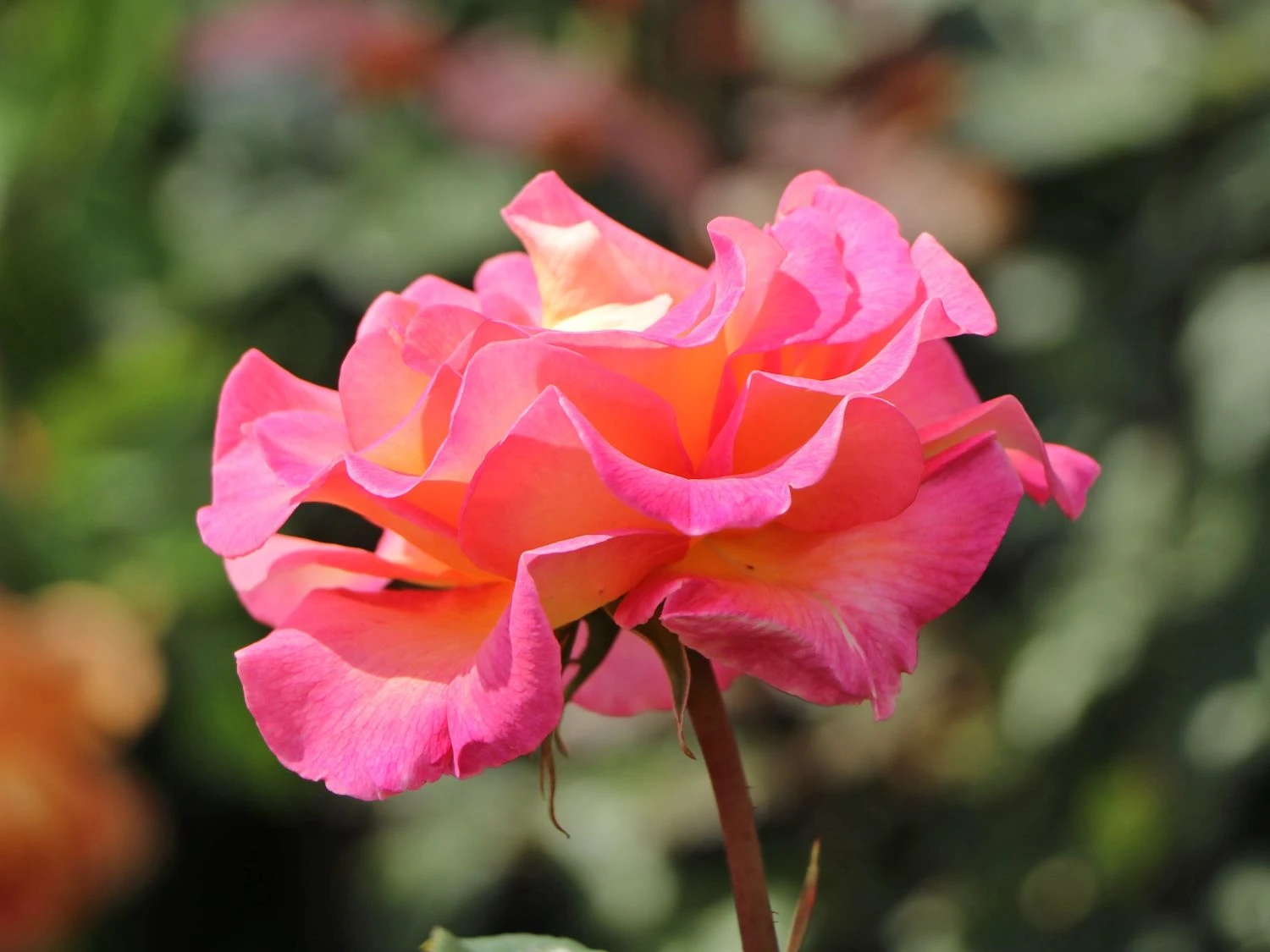 Edelrose 'Pink Paradise' 7 Edelrose 'Pink Paradise' – Bild 7