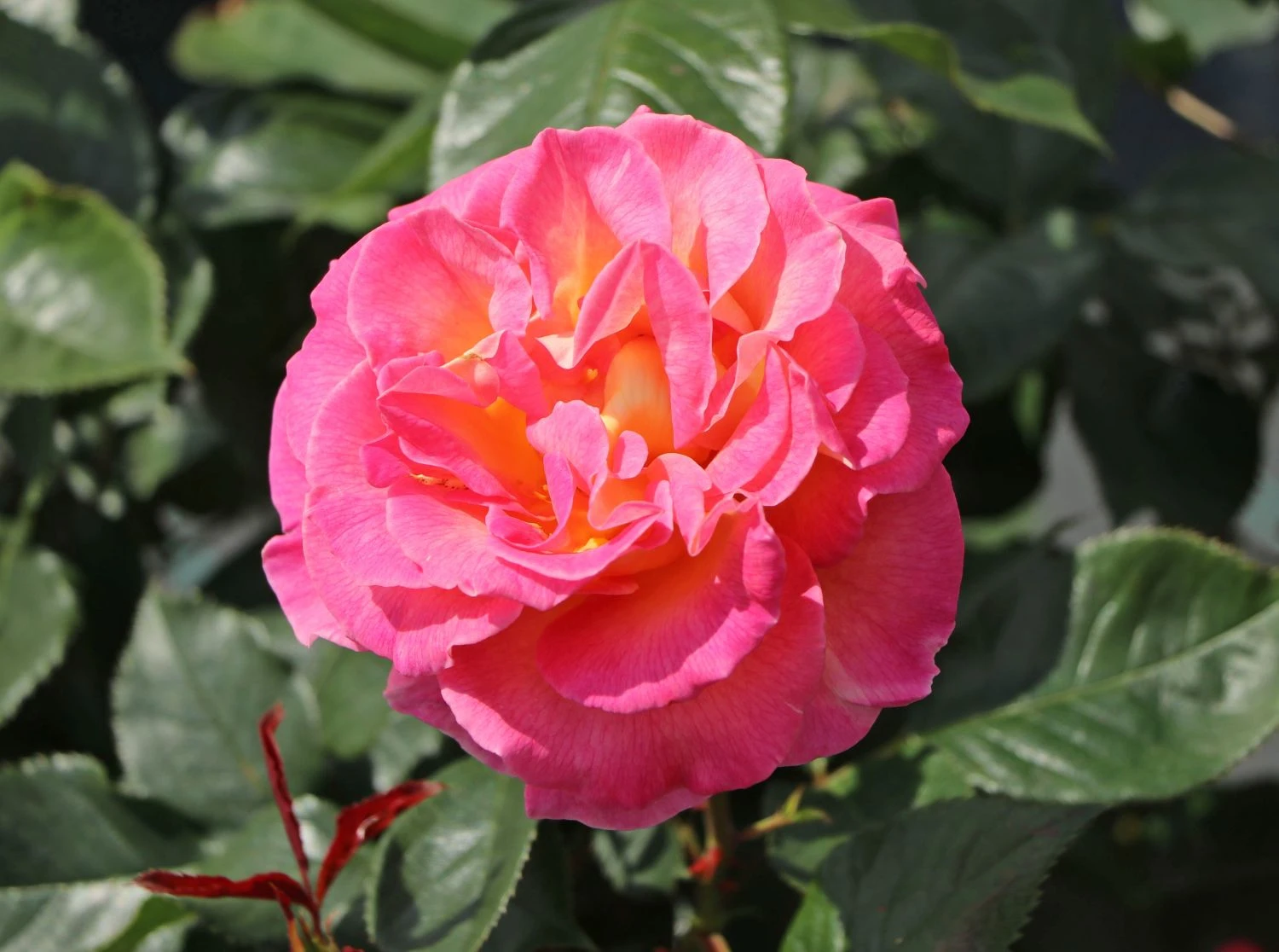 Edelrose 'Pink Paradise' 12 Edelrose 'Pink Paradise' – Bild 12