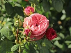 Edelrose 'Playful Rokoko' ® / Noblesse® Spray-Rose -Edelrosen Geschaft edelrose playful rokoko noblesse spray rose m101970 w 1