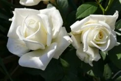 Edelrose 'Polarstern' ® -Edelrosen Geschaft edelrose polarstern m005964 1214579 0