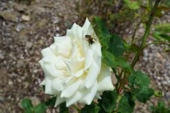 Edelrose 'Polarstern' ® -Edelrosen Geschaft edelrose polarstern m005964 892028 0