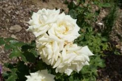 Edelrose 'Polarstern' ® -Edelrosen Geschaft edelrose polarstern m005964 892028 1