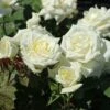 Edelrose 'Polarstern' ®