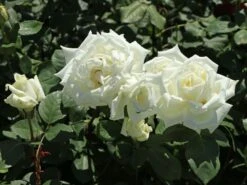 Edelrose 'Polarstern' ® -Edelrosen Geschaft edelrose polarstern m005964 w 0
