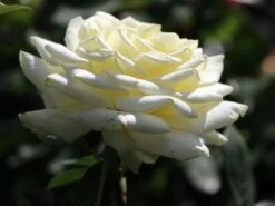 Edelrose 'Polarstern' ® -Edelrosen Geschaft edelrose polarstern m005964 w 2