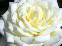 Edelrose 'Polarstern' ® -Edelrosen Geschaft edelrose polarstern m005964 w 3