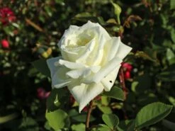 Edelrose 'Polarstern' ® -Edelrosen Geschaft edelrose polarstern m005964 w 4