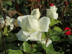 Edelrose 'Polarstern' ® -Edelrosen Geschaft edelrose polarstern m005964 w 5