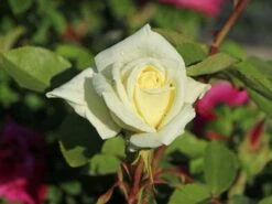 Edelrose 'Polarstern' ® -Edelrosen Geschaft edelrose polarstern m005964 w 6
