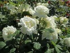 Edelrose 'Polarstern' ® -Edelrosen Geschaft edelrose polarstern m005964 w 8