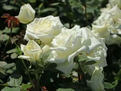 Edelrose 'Polarstern' ® -Edelrosen Geschaft edelrose polarstern m005964 w 9