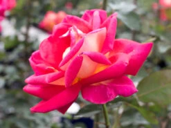 Edelrose 'Rebecca' ®