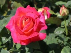 Edelrose 'Rebecca' ® -Edelrosen Geschaft edelrose rebecca m005966 w 0