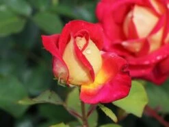 Edelrose 'Rebecca' ® -Edelrosen Geschaft edelrose rebecca m005966 w 10