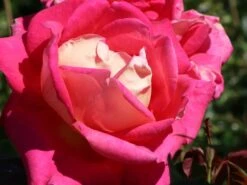 Edelrose 'Rebecca' ® -Edelrosen Geschaft edelrose rebecca m005966 w 2