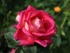 Edelrose 'Rebecca' ® -Edelrosen Geschaft edelrose rebecca m005966 w 3
