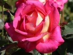 Edelrose 'Rebecca' ® -Edelrosen Geschaft edelrose rebecca m005966 w 5
