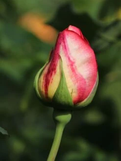 Edelrose 'Rebecca' ® -Edelrosen Geschaft edelrose rebecca m005966 w 6