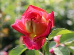 Edelrose 'Rebecca' ® -Edelrosen Geschaft edelrose rebecca m005966 w 7