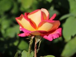 Edelrose 'Rebecca' ® -Edelrosen Geschaft edelrose rebecca m005966 w 8