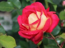 Edelrose 'Rebecca' ® -Edelrosen Geschaft edelrose rebecca m005966 w 9