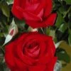Edelrose 'Red Brokat ®'