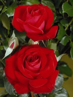 Edelrose 'Red Brokat ®'
