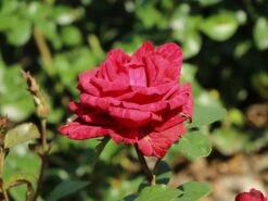 Edelrose 'Red Intuition' ® -Edelrosen Geschaft edelrose red intuition m122078 w 1