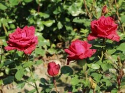 Edelrose 'Red Intuition' ® -Edelrosen Geschaft edelrose red intuition m122078 w 2