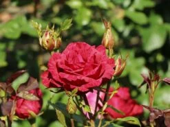 Edelrose 'Red Intuition' ® -Edelrosen Geschaft edelrose red intuition m122078 w 4