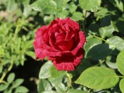 Edelrose 'Red Intuition' ® -Edelrosen Geschaft edelrose red intuition m122078 w 5