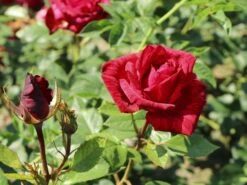 Edelrose 'Red Intuition' ® -Edelrosen Geschaft edelrose red intuition m122078 w 6