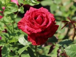Edelrose 'Red Intuition' ® -Edelrosen Geschaft edelrose red intuition m122078 w 7