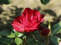 Edelrose 'Red Intuition' ® -Edelrosen Geschaft edelrose red intuition m122078 w 8