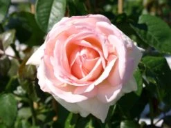 Edelrose 'Schloss Ippenburg' ®